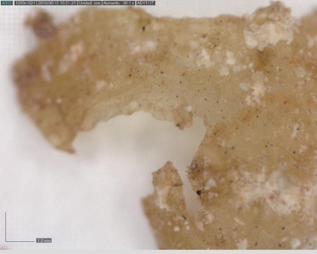 Detalle del grueso de  la cola animal vista con el microscopio de superfície. Fotografía: Área de Restauración